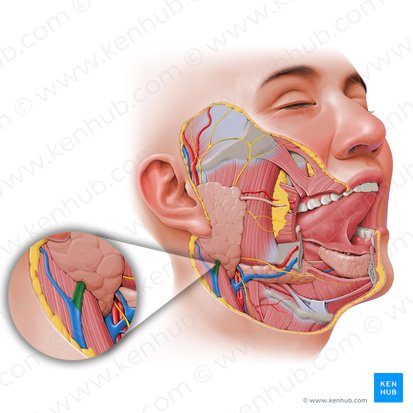 División posterior de la vena retromandibular (Divisio posterior venae retromandibularis); Imagen: Paul Kim