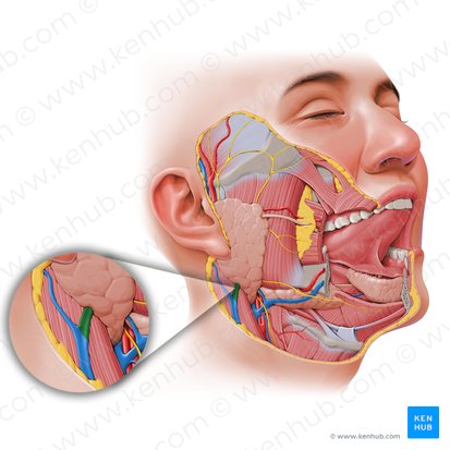 Division postérieure de la veine rétromandibulaire (Divisio posterior venae retromandibularis); Image : Paul Kim