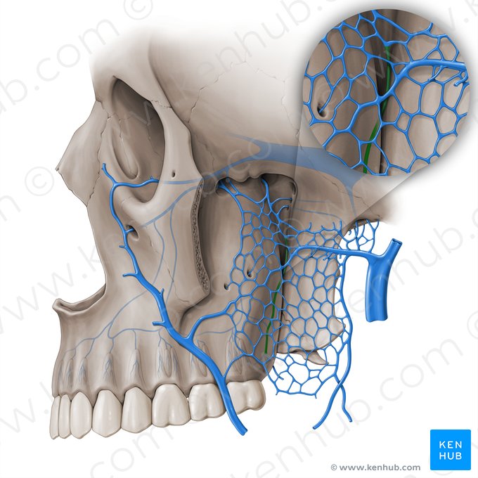 Greater palatine vein (Vena palatina major); Image: Paul Kim