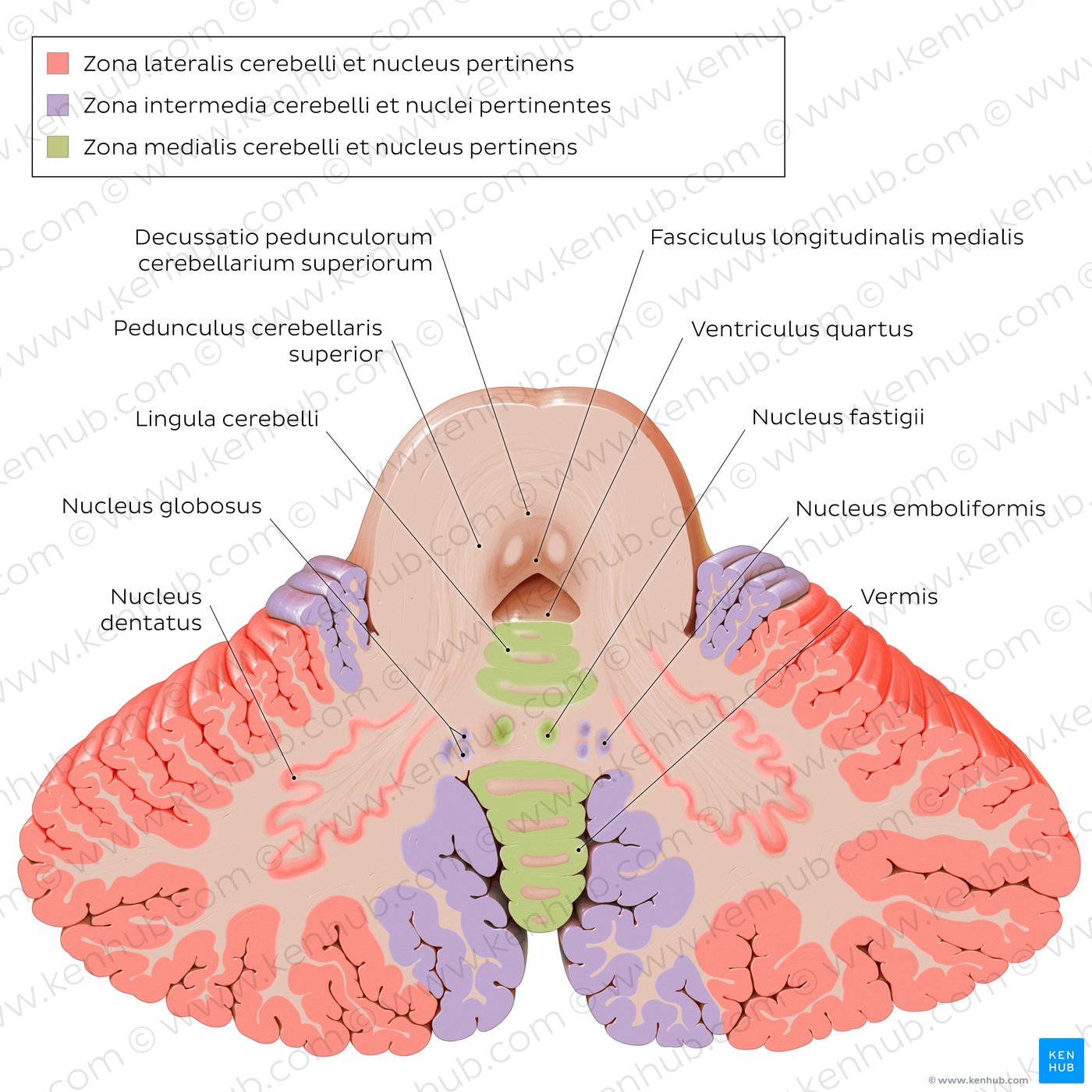 Nuclei des Cerebellums