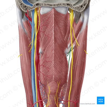 Nervio laríngeo superior (Nervus laryngeus superior); Imagen: Yousun Koh