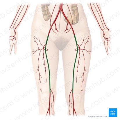 Artéria femoral (Arteria femoralis); Imagem: Begoña Rodriguez