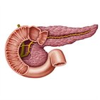 Pancreatic duct system