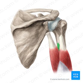 Cabeça medial do músculo tríceps braquial (Caput mediale musculi tricipitis brachii); Imagem: Yousun Koh