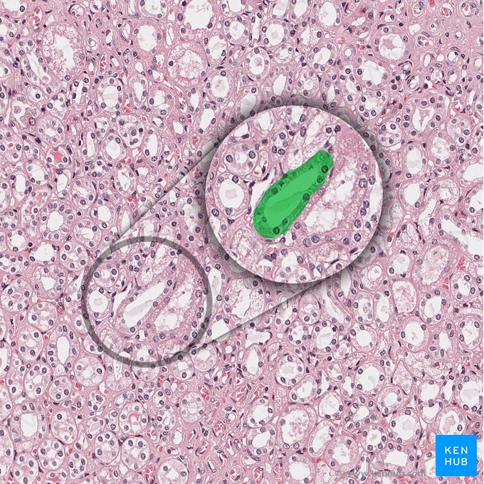 Collecting duct of renal tubule (Ductus colligens tubuli renalis); Image: 