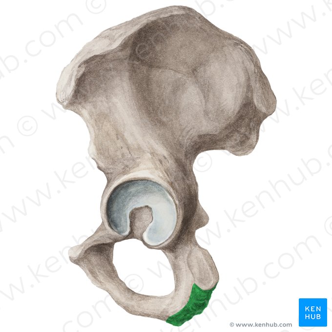 Tuberosidad del isquion (Tuber ischiadicum); Imagen: Liene Znotina