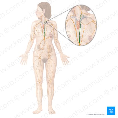 Thoracic duct (Ductus thoracicus); Image: Begoña Rodriguez