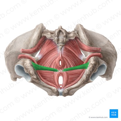 Superficial transverse perineal muscle (Musculus transversus superficialis perinei); Image: Liene Znotina