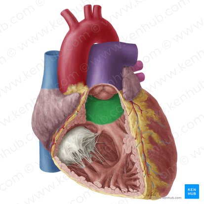 Cono arterioso (Conus arteriosus); Imagen: Yousun Koh