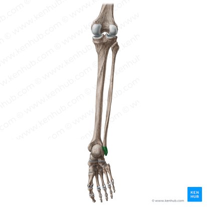 Malleolus lateralis fibulae (Außenknöchel des Wadenbeins); Bild: Liene Znotina