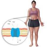 Introducción a la fisiología