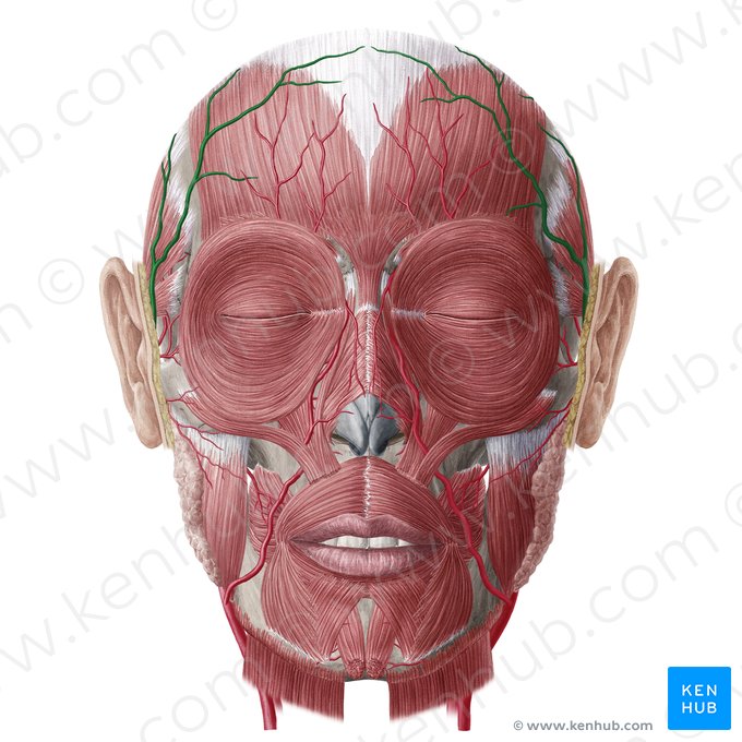 Arteria temporal superficial (Arteria temporalis superficialis); Imagen: Yousun Koh