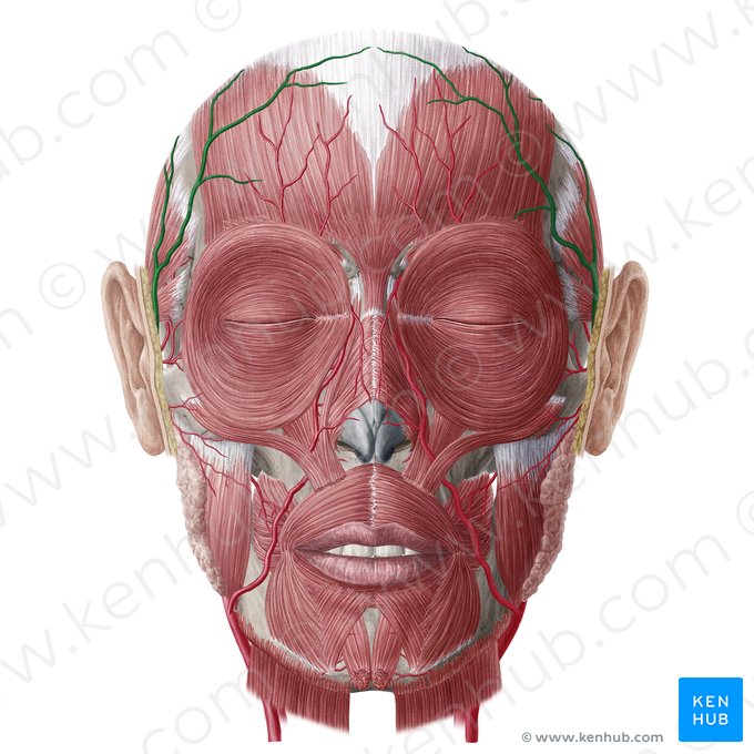 Arteria temporalis superficialis (Oberflächliche Schläfenarterie); Bild: Yousun Koh