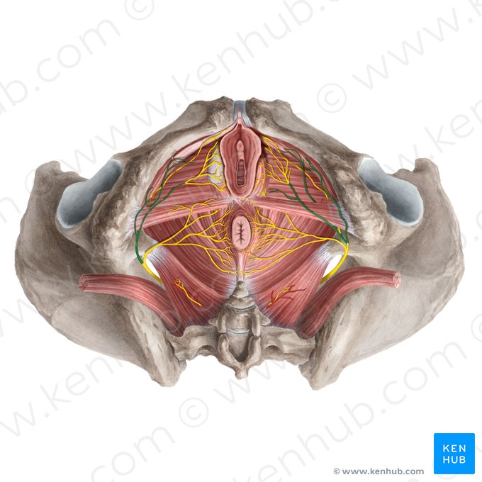 Perineal nerve (Nervus perinealis); Image: Rebecca Betts