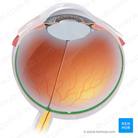 Parte óptica da retina (Pars optica retinae); Imagem: Paul Kim