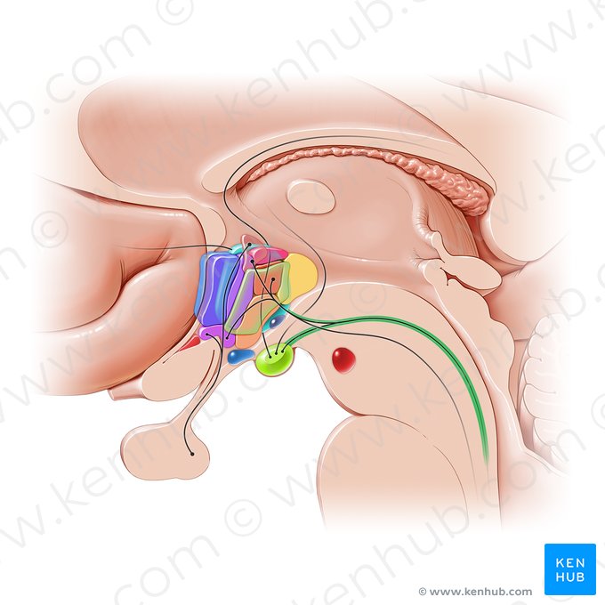 Fascículo longitudinal dorsal (Fasciculus longitudinalis posterior); Imagen: Paul Kim