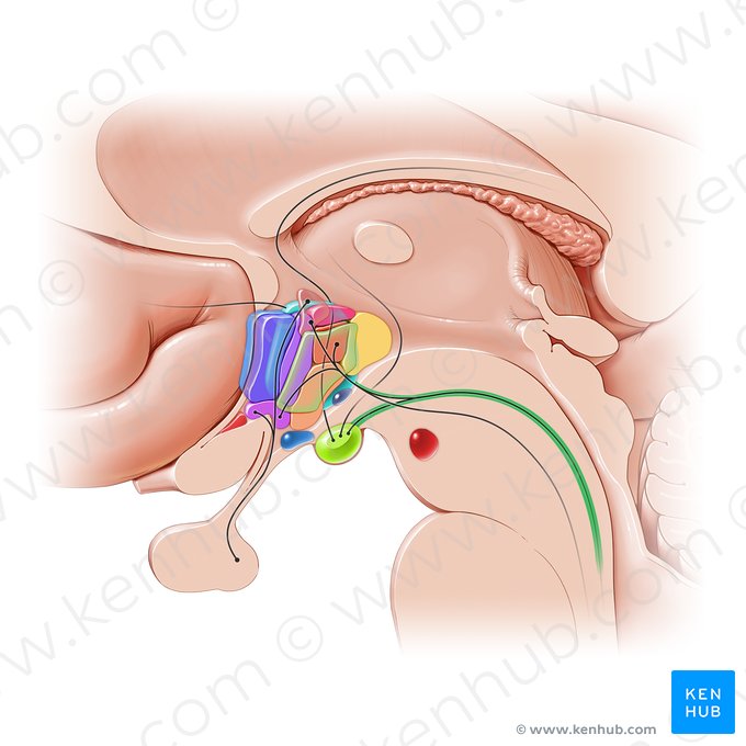 Fascículo longitudinal posterior (Fasciculus longitudinalis posterior); Imagem: Paul Kim