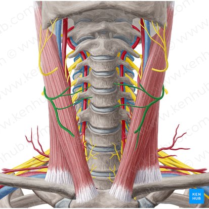 Transverse cervical nerve (Nervus transversus colli); Image: Yousun Koh