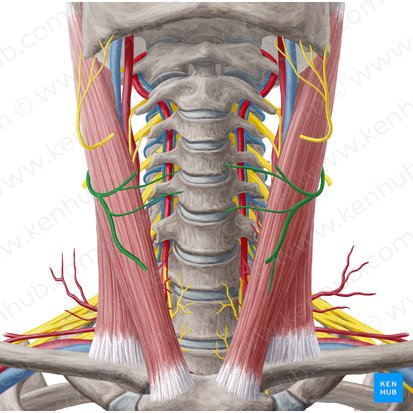Nervus transversus colli (Querverlaufender Halsnerv); Bild: Yousun Koh