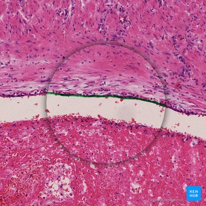 Endothelium venae (Endothel der Vene); Bild: 