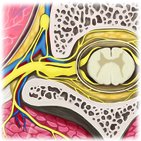 What is a ganglion?