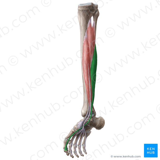 Musculus flexor hallucis longus (Langer Großzehenbeuger); Bild: Liene Znotina