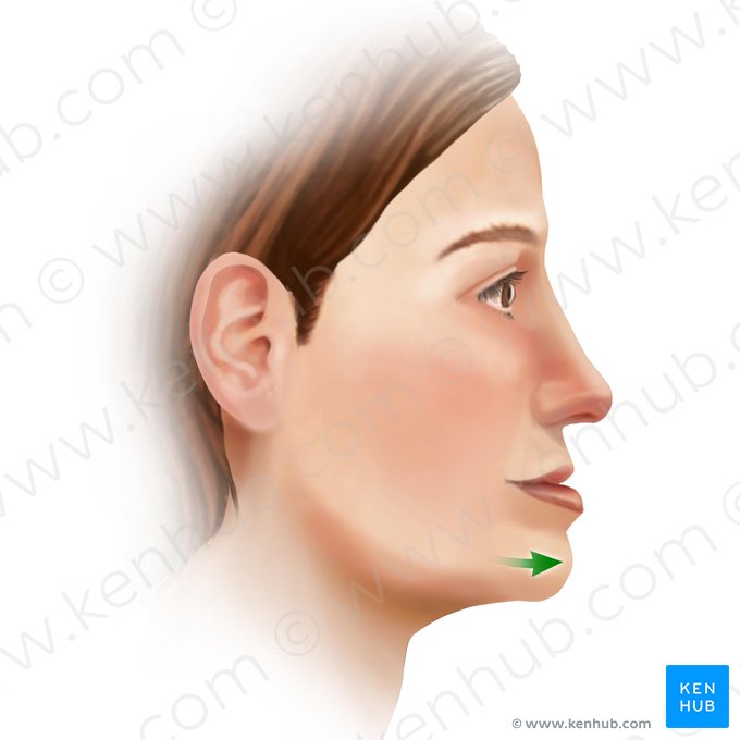 Protraction of mandible (Protractio mandibulae); Image: Paul Kim