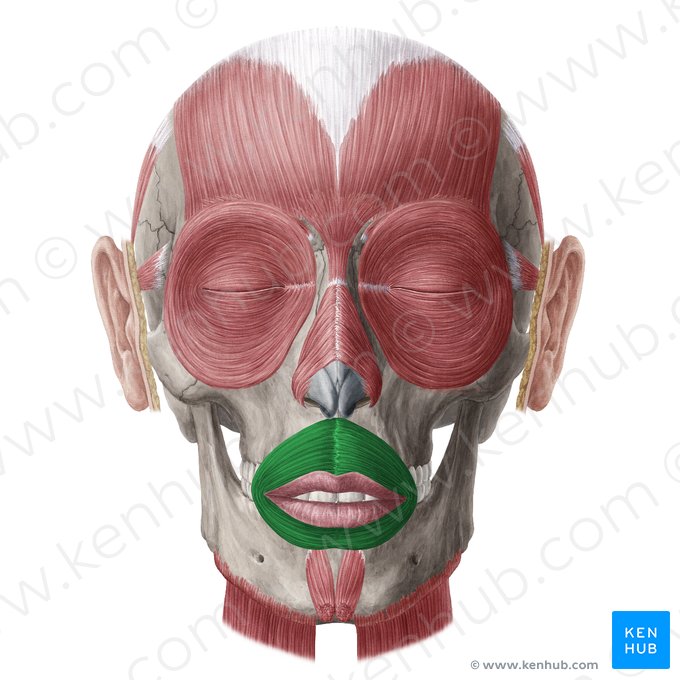 Músculo orbicular da boca (Musculus orbicularis oris); Imagem: Yousun Koh