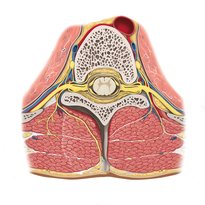 Spinal cord