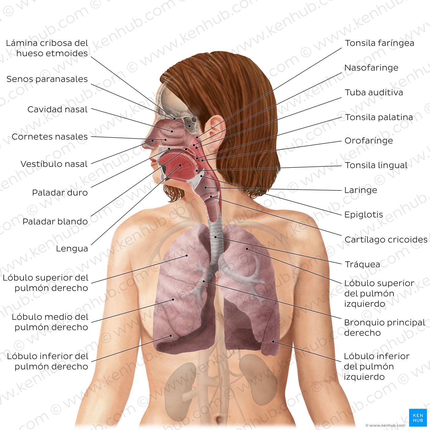 Sistema respiratorio: Anatomía y funciones