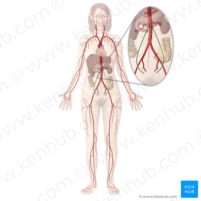 Arteria ovarica (Eierstockarterie) Anatomie und Verlauf Kenhub