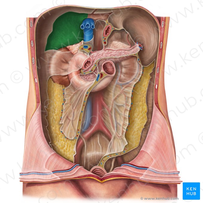 Face diafragmática do fígado (Facies diaphragmatica hepatis); Imagem: Irina Münstermann