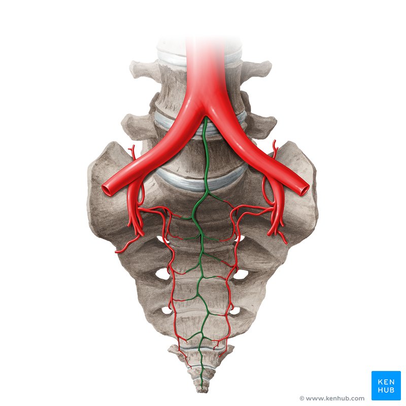 Median sacral artery (Arteria sacralis mediana)