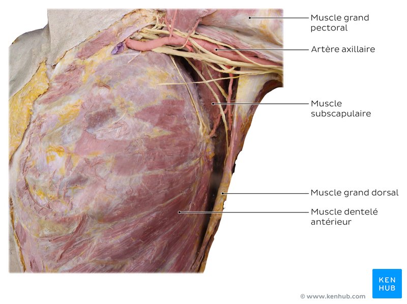 Région axillaire d'un cadavre