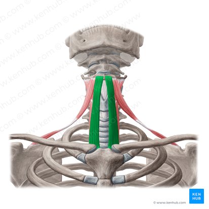 Músculo esterno-hióideo (Musculus sternohyoideus); Imagem: Yousun Koh