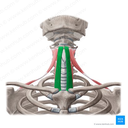 Músculo esternohioideo (Musculus sternohyoideus); Imagen: Yousun Koh