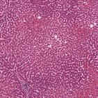 Liver