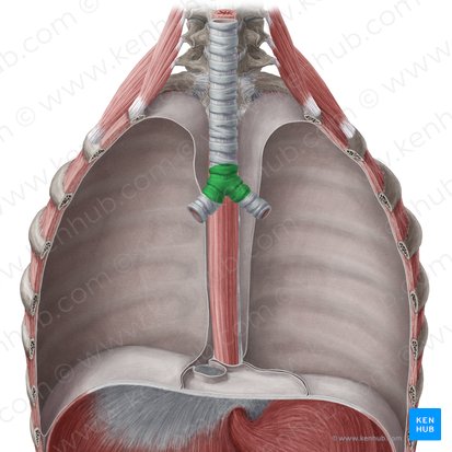 Bifurcación traqueal (Bifurcatio tracheae); Imagen: Yousun Koh