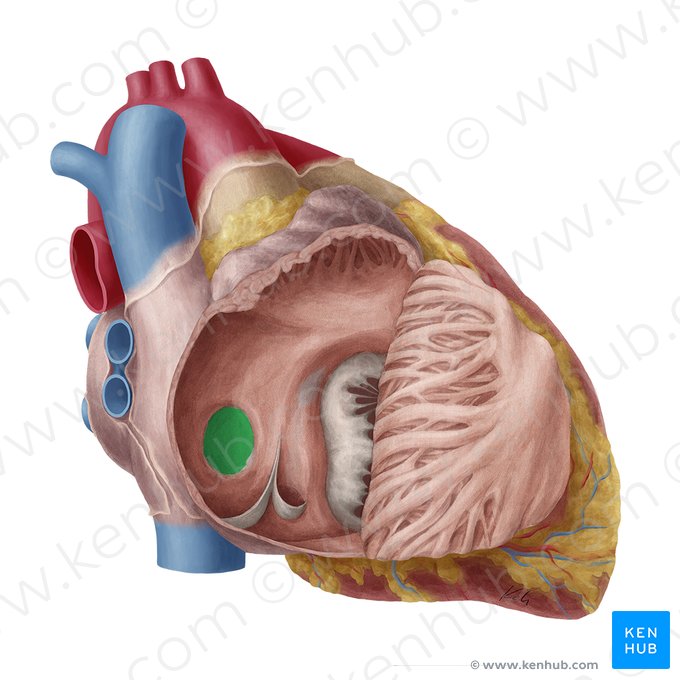 Foramen oval del corazón (Fossa ovalis atrii dextri); Imagen: Yousun Koh