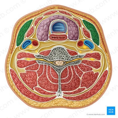 Sternocleidomastoid muscle (Musculus sternocleidomastoideus); Image: Irina Münstermann