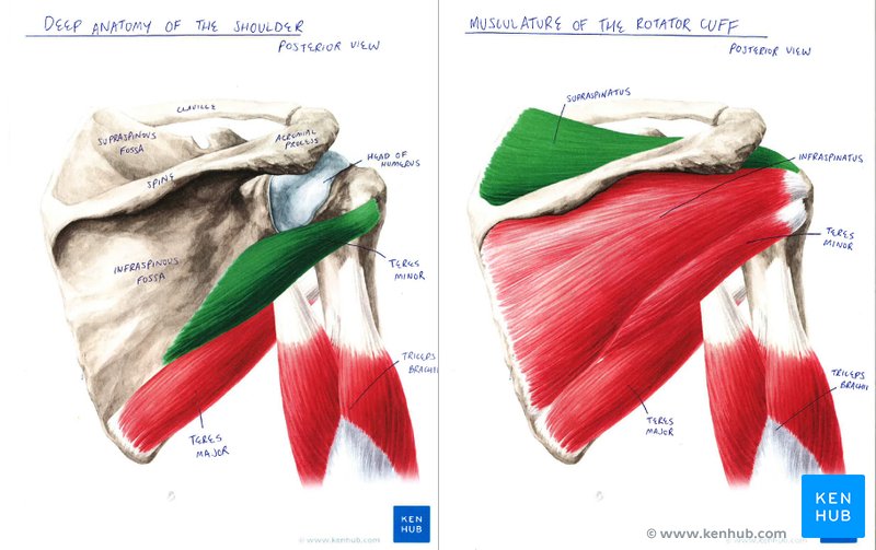 Rotator cuff anatomy poster sample