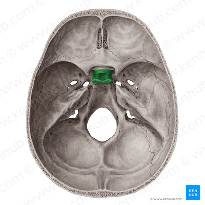 Silla turca del hueso esfenoides (Sella turcica ossis sphenoidalis); Imagen: Yousun Koh