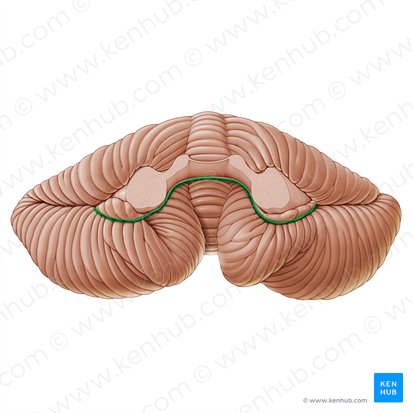 Fisura posterolateral del cerebelo (Fissura posterolateralis cerebelli); Imagen: Paul Kim