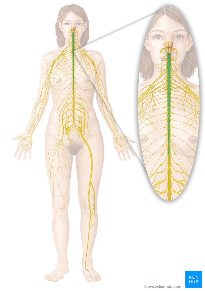 Medula espinhal - vista anterior