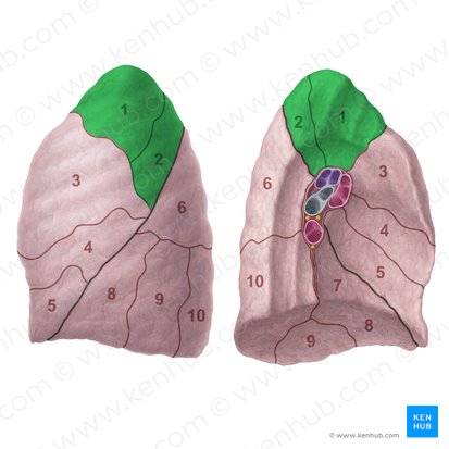 Segmento apicoposterior do pulmão esquerdo (Segmentum apicoposterius pulmonis sinistri); Imagem: Paul Kim
