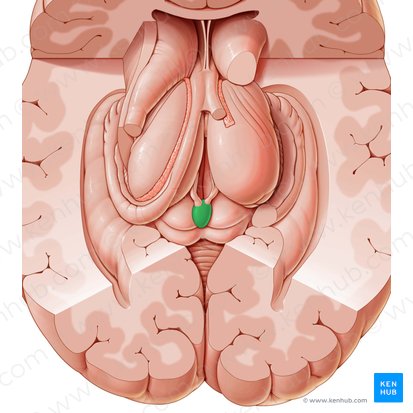 Glândula pineal (Glandula pinealis); Imagem: Paul Kim