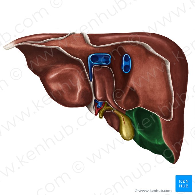 Cara visceral del lóbulo derecho del hígado (Facies visceralis lobi dextri hepatis); Imagen: Irina Münstermann