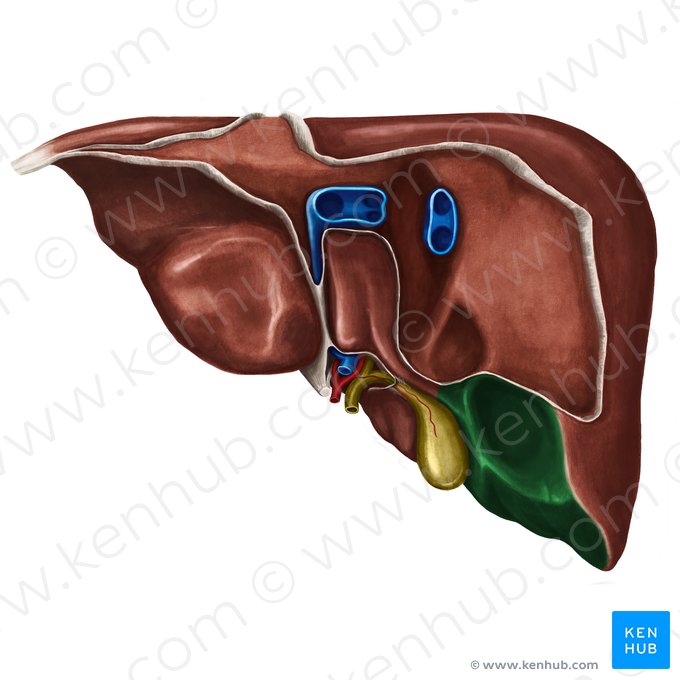 Superfície visceral do lobo direito do fígado (Facies visceralis lobi dextri hepatis); Imagem: Irina Münstermann