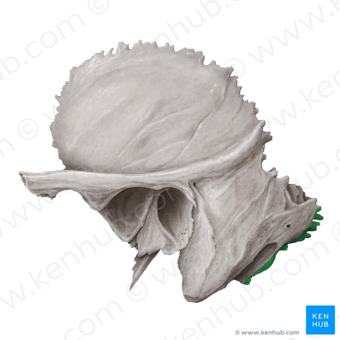 Borde occipital del hueso temporal (Margo occipitalis ossis temporalis); Imagen: Samantha Zimmerman