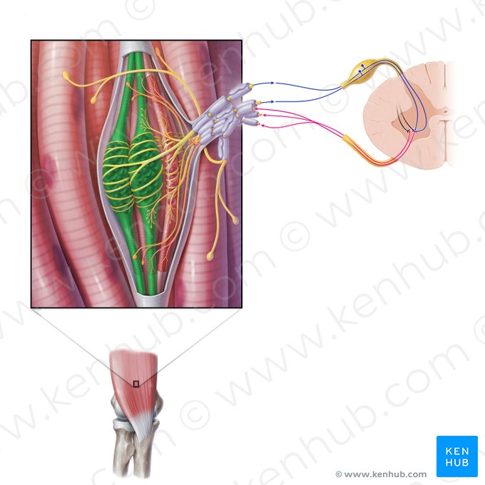 Nuclear bag fiber (Myofibra sacculiformis); Image: Paul Kim